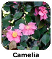 Camelia